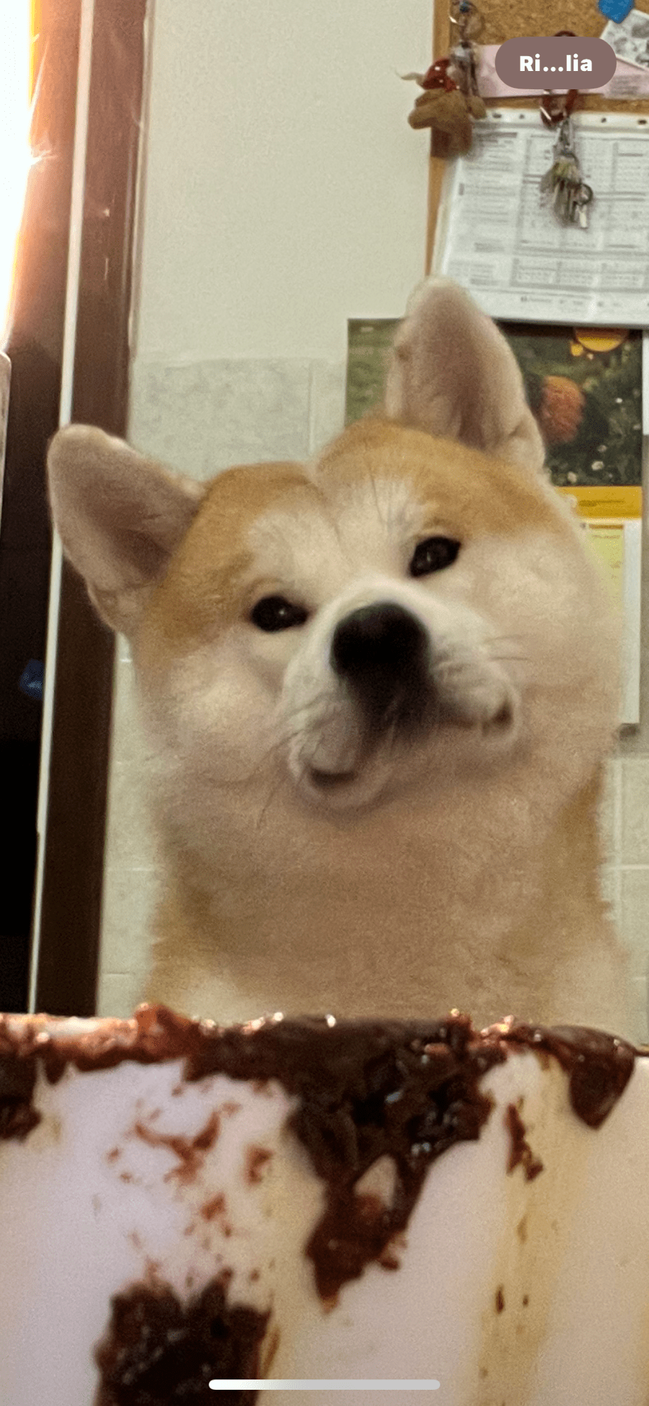 🐾 Aki, respiro di casa